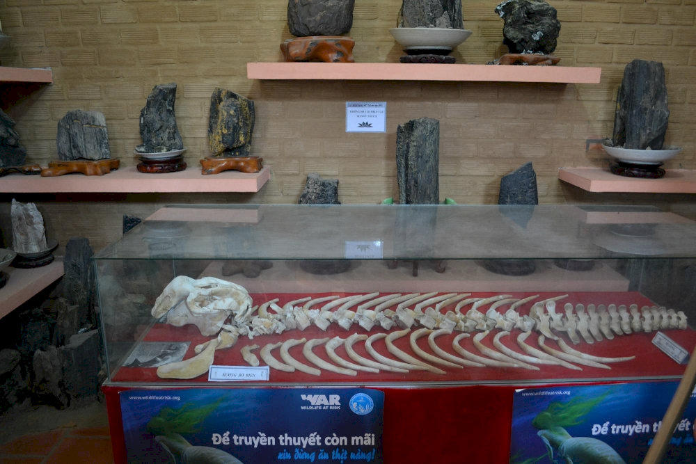 The exhibit educates visitors about marine life conservation through real specimens 